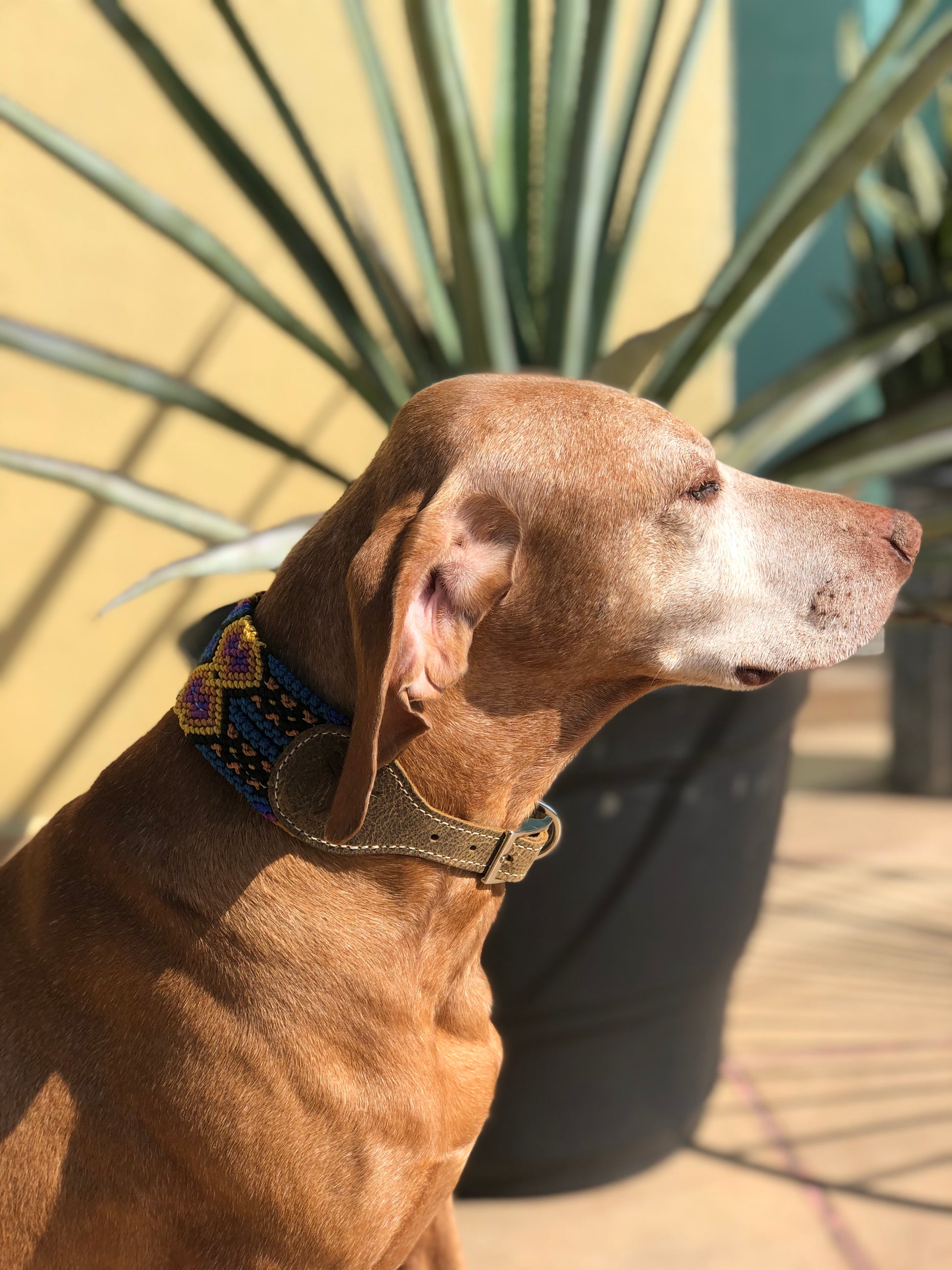 The Boozie Dog Collar Chiapas and Leather