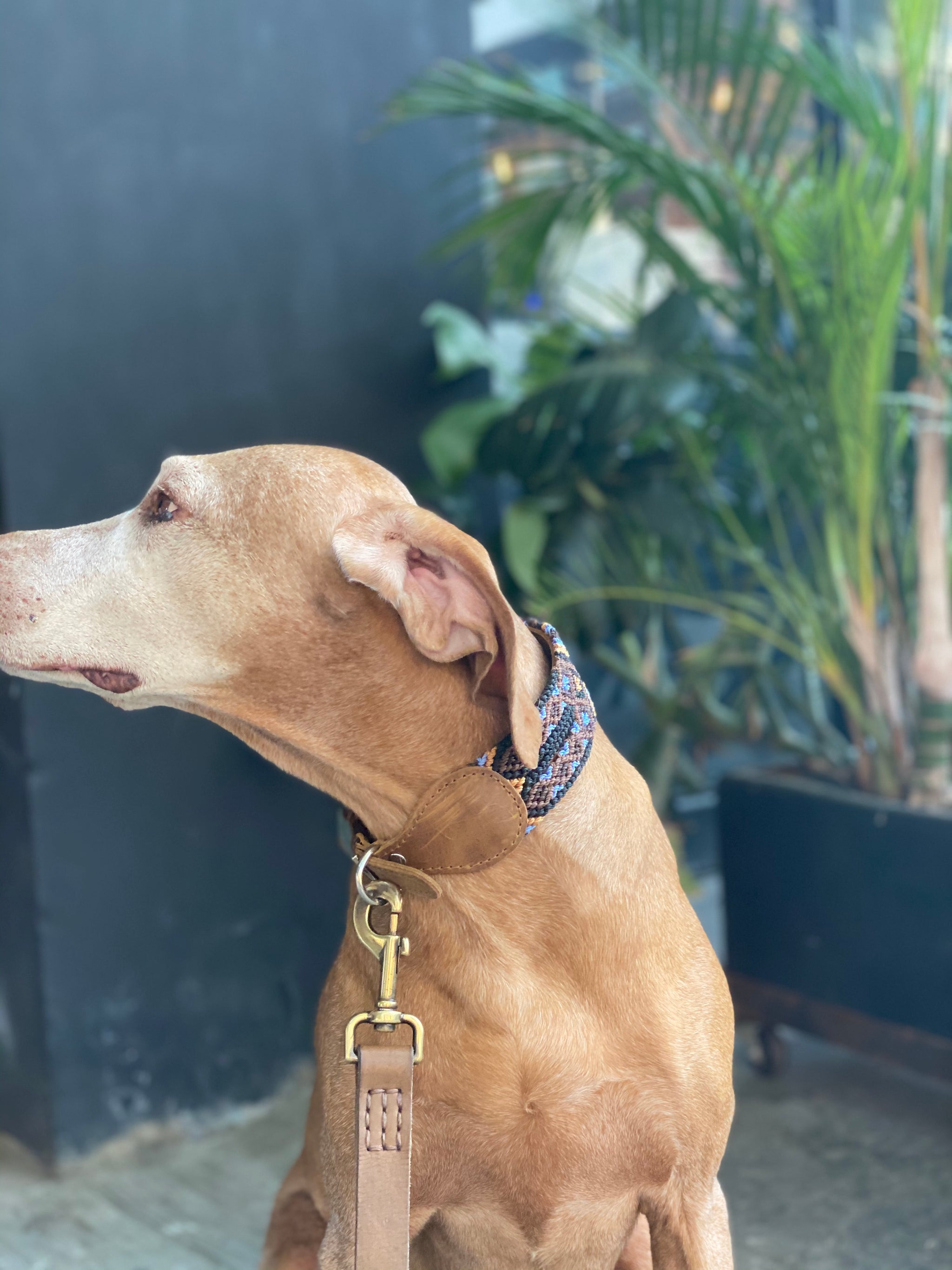 The Boozie Dog Collar Chiapas and Leather