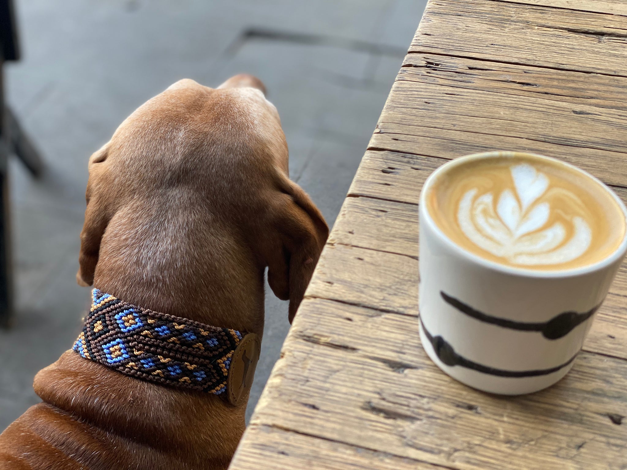 The Boozie Dog Collar Chiapas and Leather