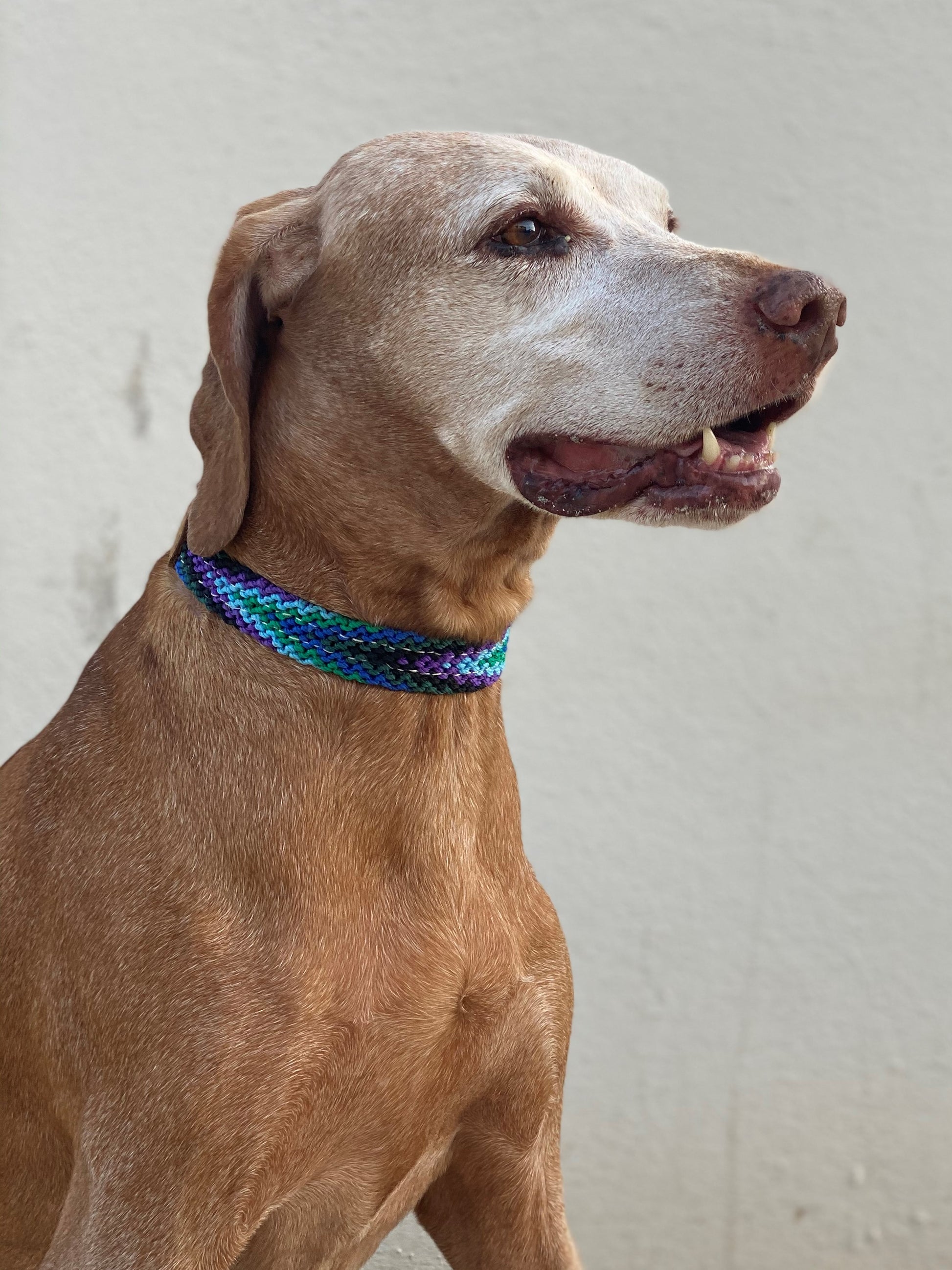 The Boozie Chiapas Dog Collar - Boozie and Co