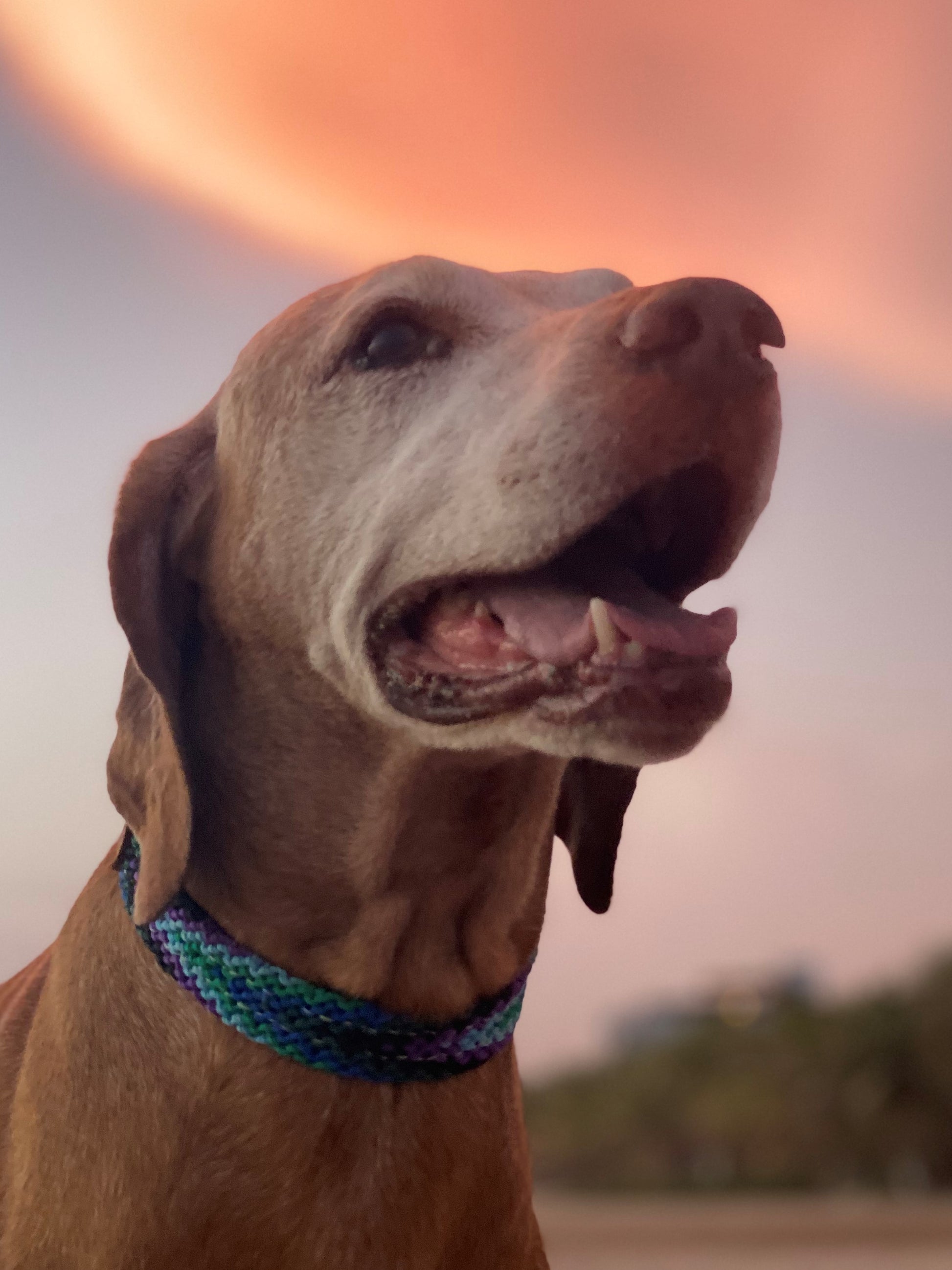 The Boozie Chiapas Dog Collar - Boozie and Co