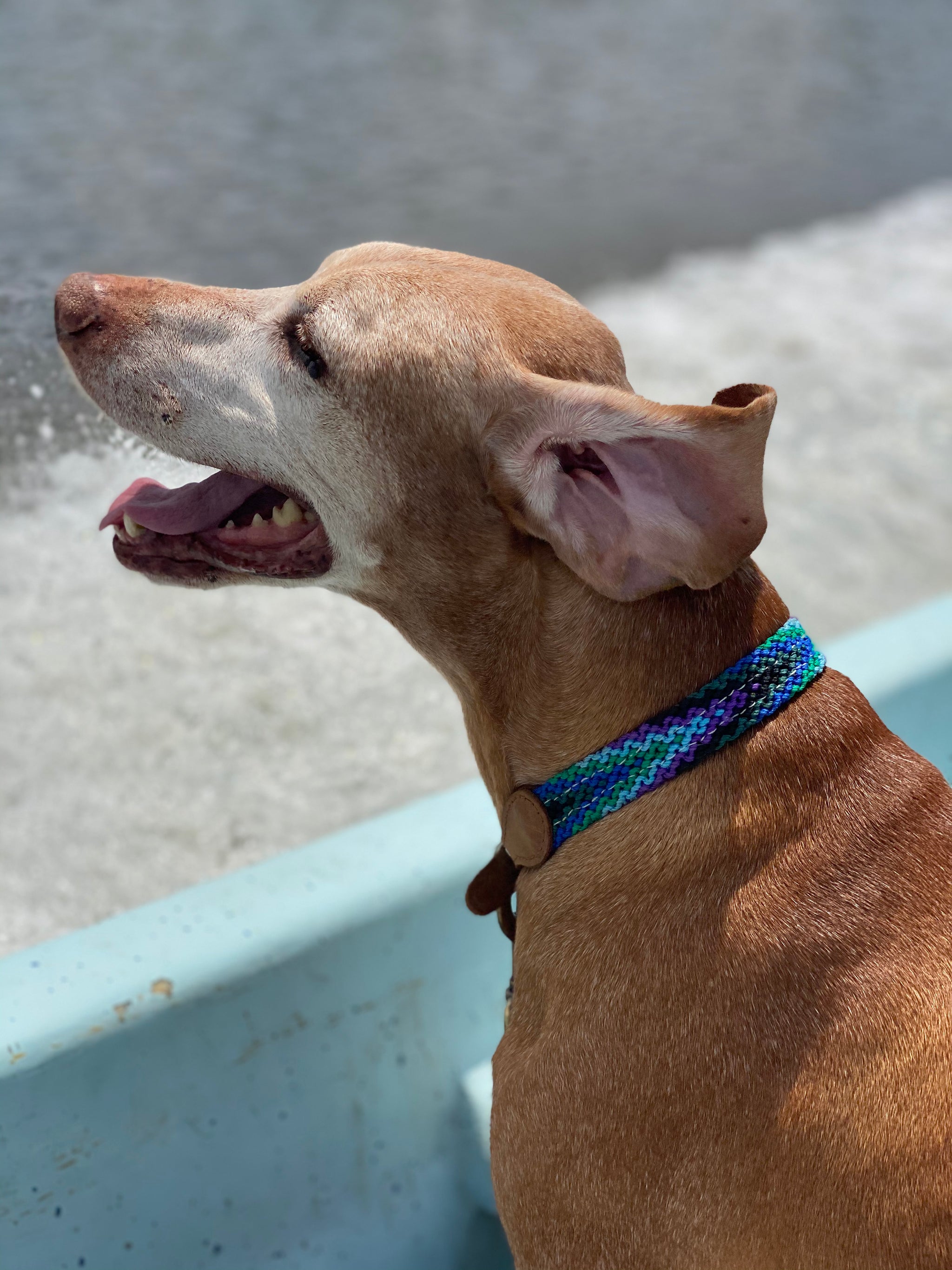 The Boozie Dog Collar Chiapas and Leather